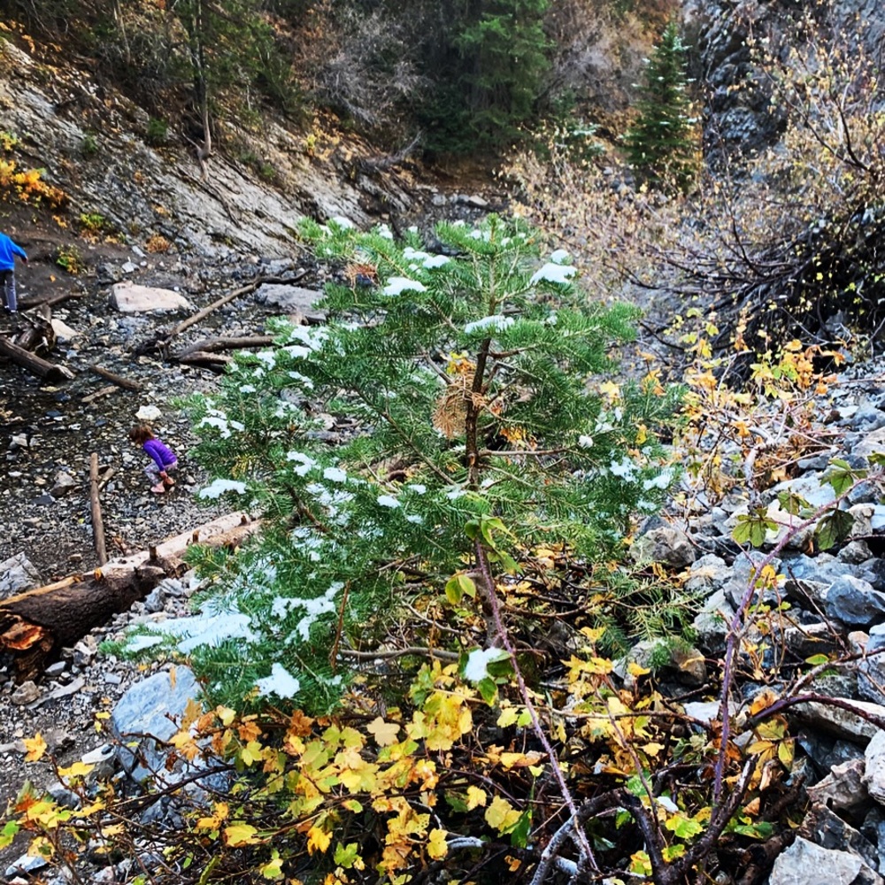 Meet your Posher, Amir